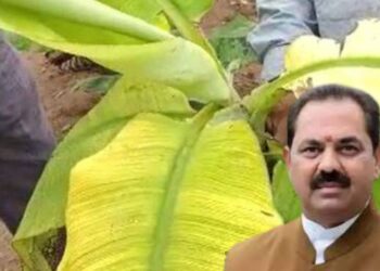 सीएमव्हीमुळे नुकसान झालेल्या केळी उत्पादक शेतकऱ्यांना मिळणार मदत