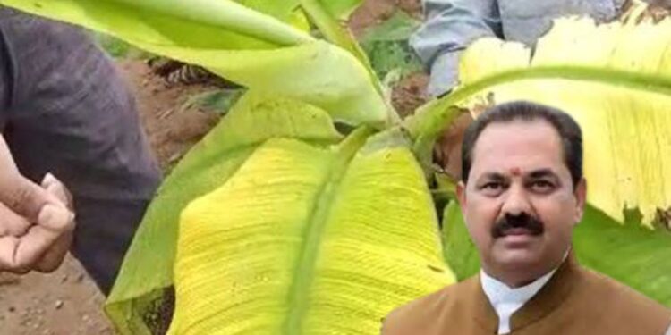 सीएमव्हीमुळे नुकसान झालेल्या केळी उत्पादक शेतकऱ्यांना मिळणार मदत