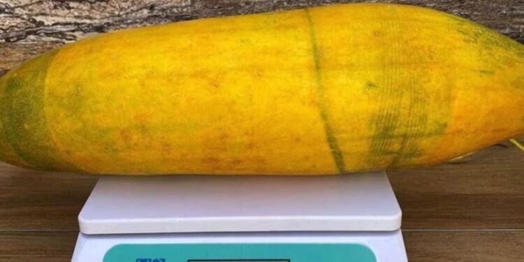 जंबो भाजीपाला पिकविणारा ओमानमधील इंजिनियर शेतकरी