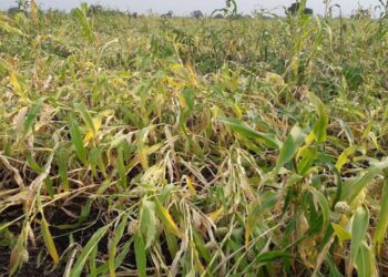 अतिवृष्टी