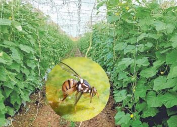 कृषी सल्ला : वेलवर्गीय भाजीपाला फळांवरील फळमाशी कीड नियंत्रण