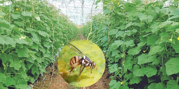 कृषी सल्ला : वेलवर्गीय भाजीपाला फळांवरील फळमाशी कीड नियंत्रण