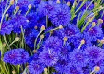 एका बिघ्यात चार महिन्यात 9 लाखांची कमाई