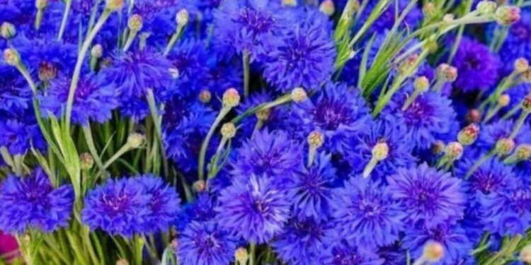 एका बिघ्यात चार महिन्यात 9 लाखांची कमाई