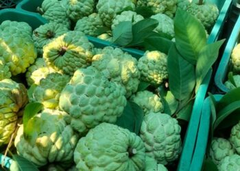 सीताफळ लागवडीतून साधला उन्नतीचा मार्ग !