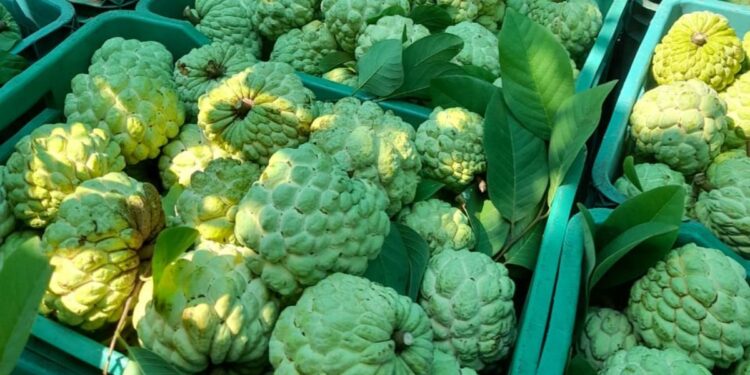 सीताफळ लागवडीतून साधला उन्नतीचा मार्ग !