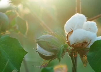 कापसाला या बाजार समितीत मिळतोय असा दर