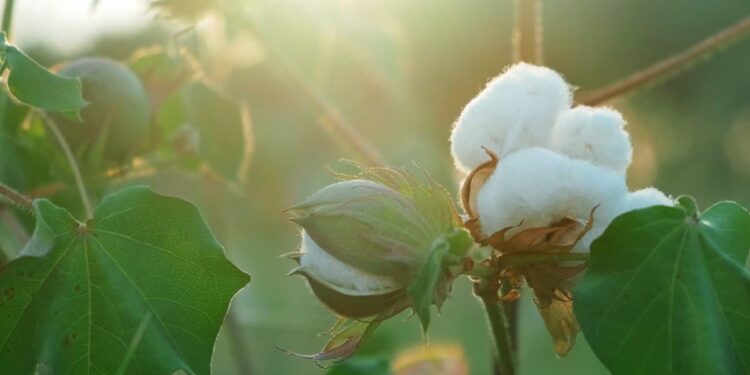 कापसाला या बाजार समितीत मिळतोय असा दर