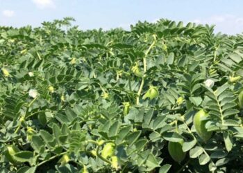 रब्बी हरभरा