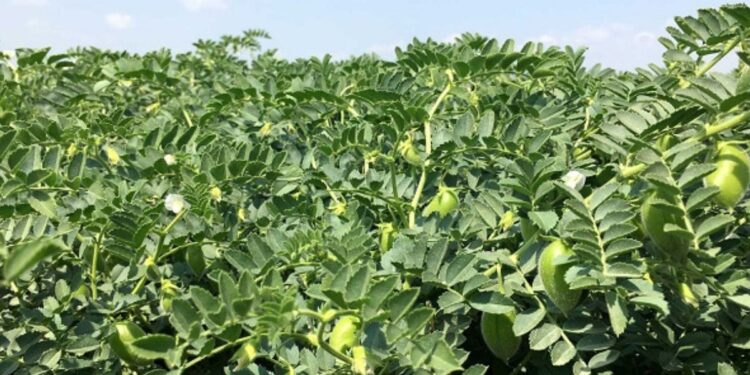 रब्बी हरभरा