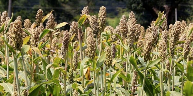 रब्बी ज्वारी आणि पीक फेरपालट