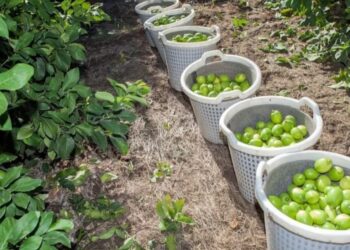 जगातील आघाडीच्या फळउत्पादक देशात कृषी माल संरक्षणा