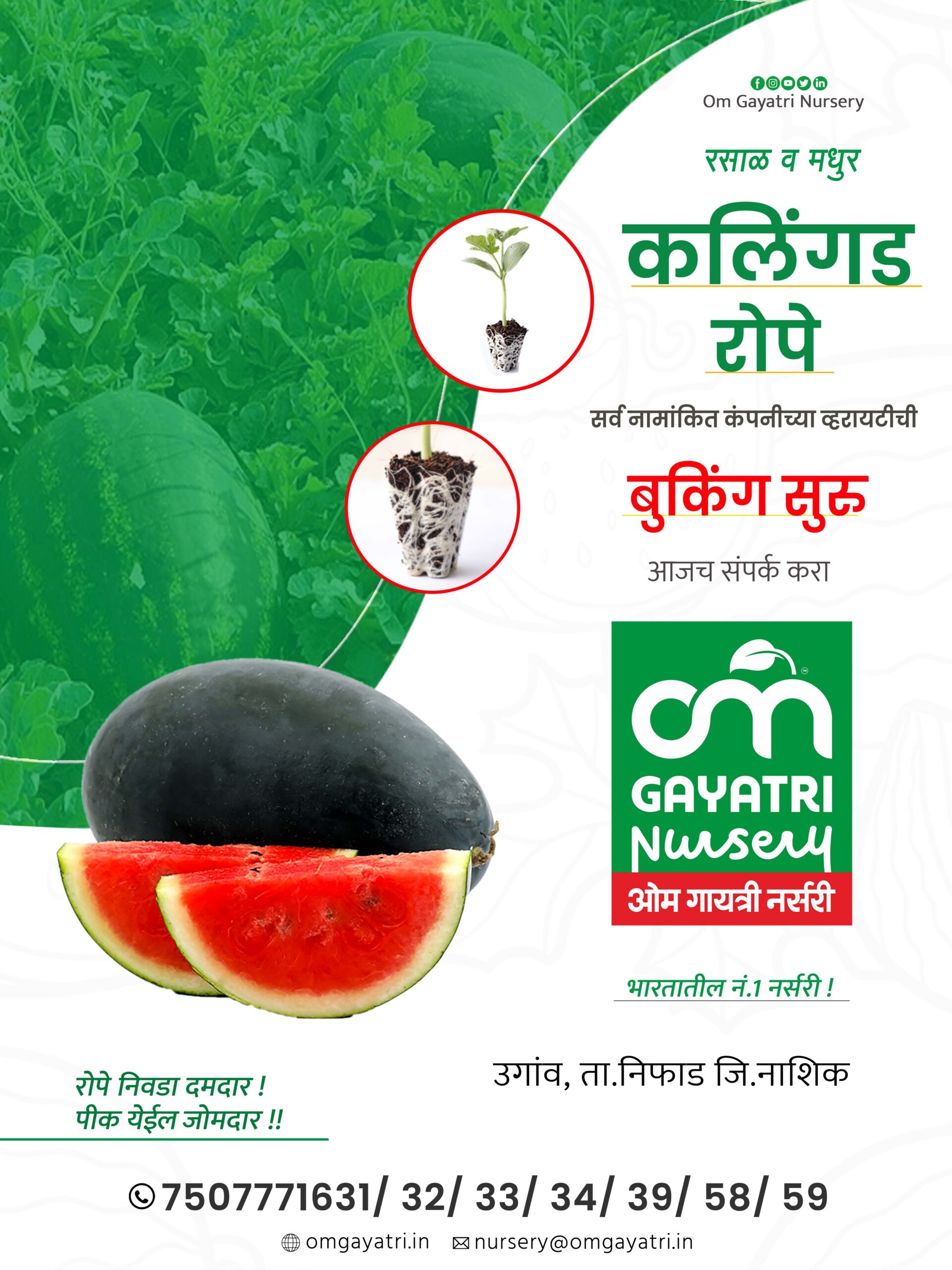 कृषी सल्ला टोमॅटो पीक मर व इतर रोग व्यवस्थापन Agroworld 2176