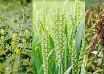 नोव्हेंबरच्या सुरुवातीपासूनच महाराष्ट्र राहणार ठंडा-ठंडा, कूल-कूल; रब्बी हंगामाला होणार मोठा फायदा