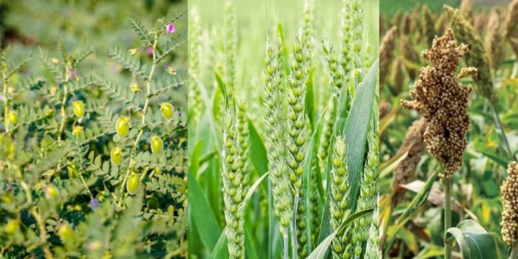 नोव्हेंबरच्या सुरुवातीपासूनच महाराष्ट्र राहणार ठंडा-ठंडा, कूल-कूल; रब्बी हंगामाला होणार मोठा फायदा