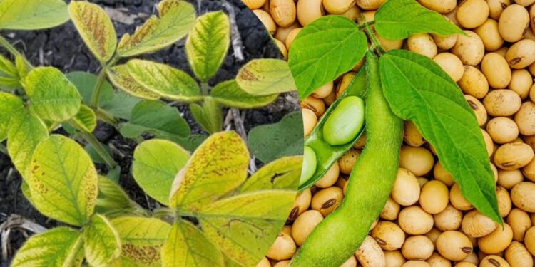 सोयाबीनवर होणाऱ्या पिवळा मोझॅक रोगाची कारणे आणि उपाय