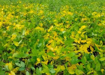 सोयाबीन