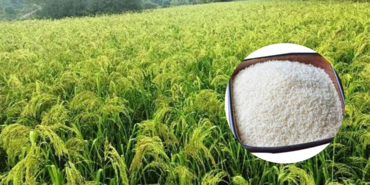 हिमोग्लोबिन वाढविण्यासाठी उपयुक्त वरई अर्थात उपवासाची भगर