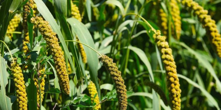 शेतकऱ्यांना फायदेशीर वरई (भगर)चे सुधारित लागवड तंत्रज्ञान