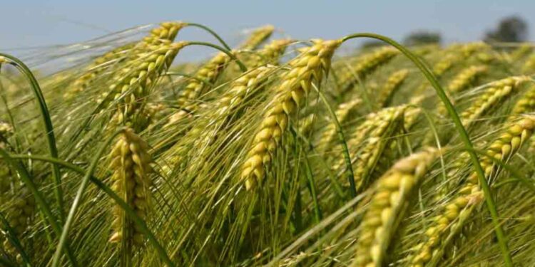 कृषि सल्ला : रब्बी पीक – गहू पेरणी