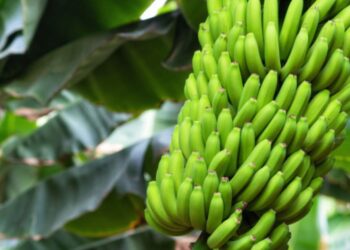 केळीला या बाजार समितीत मिळाला इतका दर