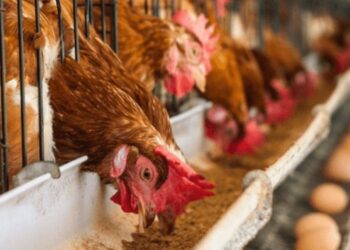 लेयर पोल्ट्री