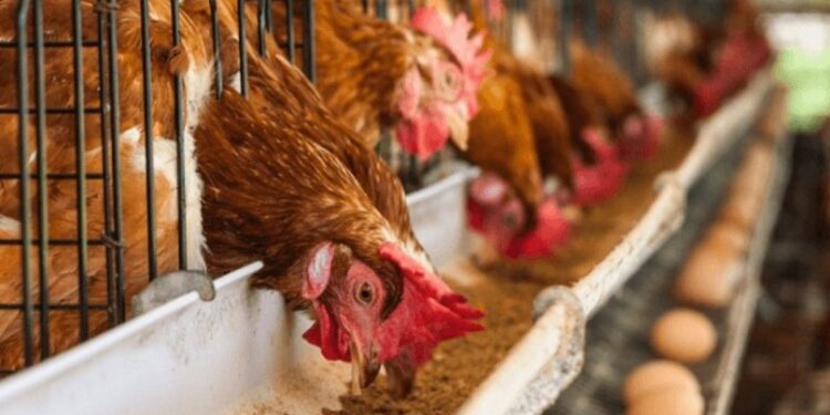 लेयर पोल्ट्री