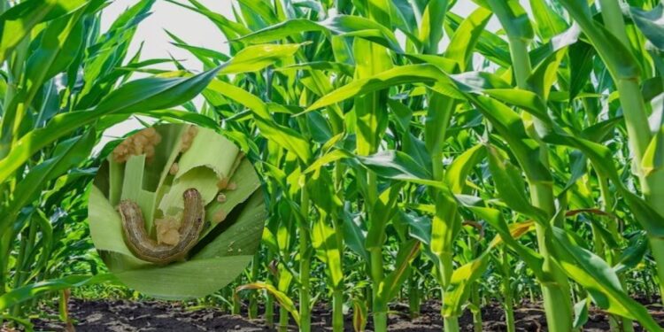 अमेरिकन लष्करी अळी