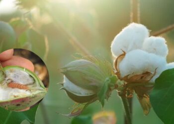 कपाशीवरील बोंड अळी प्रादुर्भाव रोखण्यासाठी जपानचे नवे प्रभावी तंत्रज्ञान