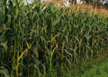 कृषी सल्ला : रब्बी मका कीड व्यवस्थापन