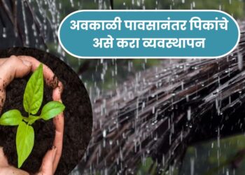 अवकाळी पावसानंतर पिकांचे असे करा व्यवस्थापन