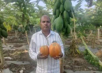 4 महिन्यांत 32 लाखांची कमाई; पपई आणि टरबूज विकून बदलले शेतकऱ्याचे नशीब
