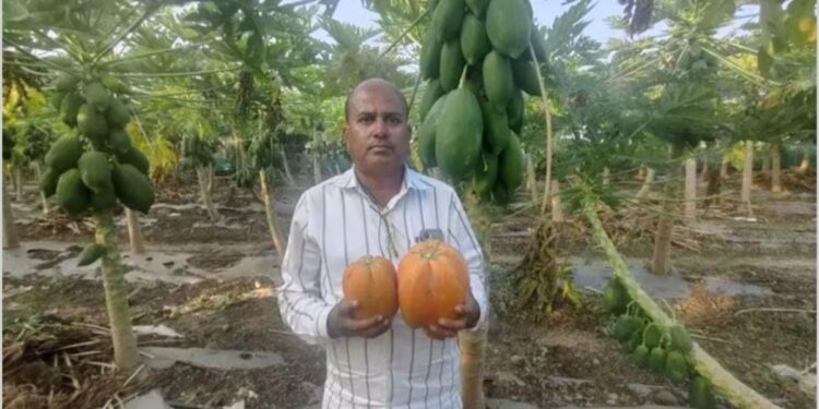 4 महिन्यांत 32 लाखांची कमाई; पपई आणि टरबूज विकून बदलले शेतकऱ्याचे नशीब
