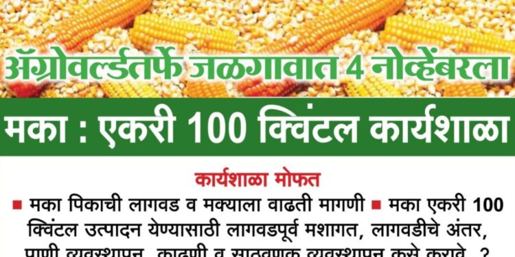 अॅग्रोवर्ल्डतर्फे जळगावात 4 नोव्हेंबरला मका : एकरी 100 क्विंटल कार्यशाळा