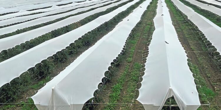 द्राक्ष बागेवर प्लॅस्टिक आच्छादन