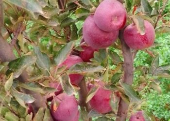 जागतिक सफरचंद उत्पादन