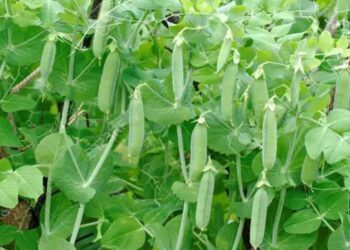 एकरी 45 क्विंटलपर्यंत उत्पादन देणारे वाटाण्याचे 5 प्रमुख वाण