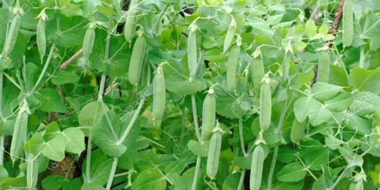 एकरी 45 क्विंटलपर्यंत उत्पादन देणारे वाटाण्याचे 5 प्रमुख वाण