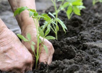 पुणे विद्यापीठात कमवा आणि शिका योजनेअंतर्गत सुरू करणार सेंद्रिय शेती अभ्यासक्रम