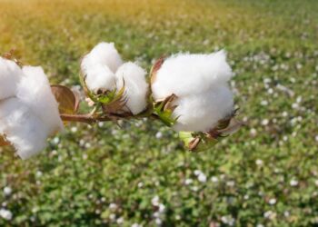 कापसाला येथे मिळतोय सर्वाधिक दर ; जाणून घ्या आजचे कापूस बाजारभाव