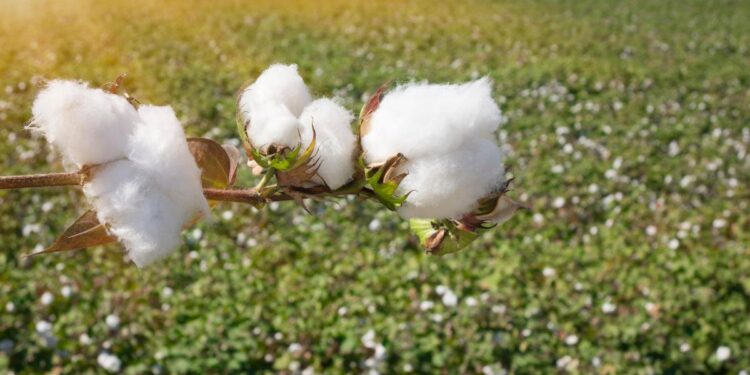 कापसाला येथे मिळतोय सर्वाधिक दर ; जाणून घ्या आजचे कापूस बाजारभाव