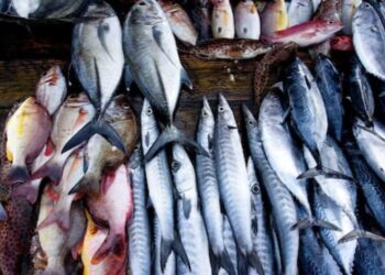 कमी वयाच्या, कमी आकाराच्या अपरिपक्व माशांच्या मासेमारीवर बंदी!