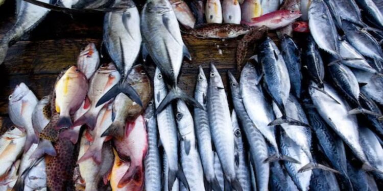 कमी वयाच्या, कमी आकाराच्या अपरिपक्व माशांच्या मासेमारीवर बंदी!