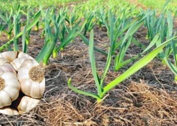 कृषी सल्ला : भाजीपाला – लसणाचे उभे पीक
