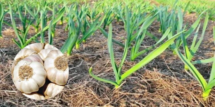 कृषी सल्ला : भाजीपाला – लसणाचे उभे पीक