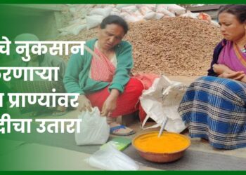 शेतीचे नुकसान करणाऱ्या वन्य प्राण्यांवर हळदीचा उतारा; उत्तराखंडमधील शेतकऱ्यांचा नवा मंत्र