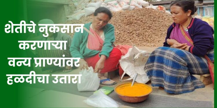 शेतीचे नुकसान करणाऱ्या वन्य प्राण्यांवर हळदीचा उतारा; उत्तराखंडमधील शेतकऱ्यांचा नवा मंत्र