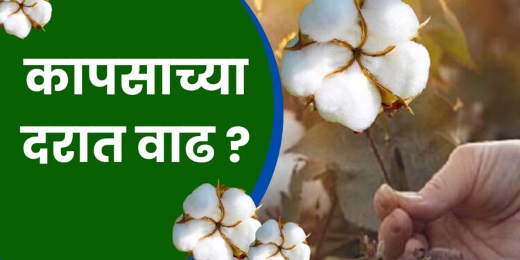 कापसाच्या दरात वाढ ?