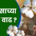 कापसाच्या दरात वाढ ?