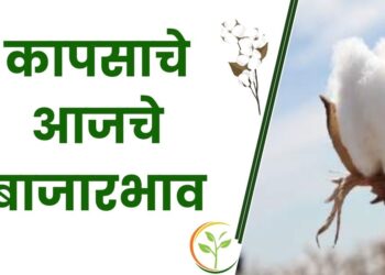 कापसाला या बाजार समित्यांमध्ये मिळतोय असा भाव